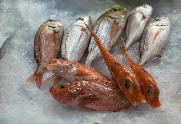 fresh mullet at fish market