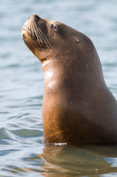 istock Sea Lion pup 1138265776