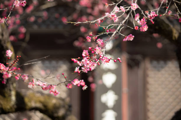 istock VH506 Tongdosa's Red Plum Flower 1138268164