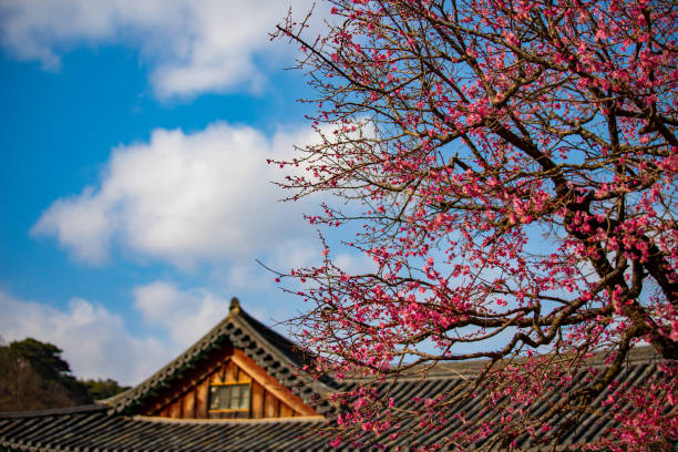 istock VH506 tile roof and red flowers 1138268174