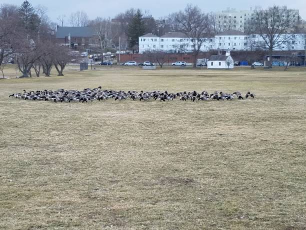 istock Gathering of geese 1138269058
