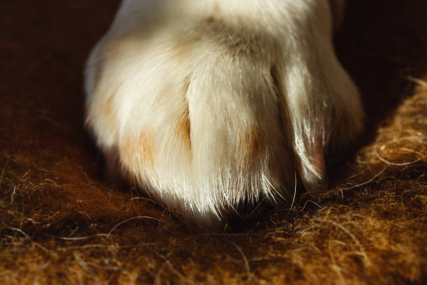 feche acima da imagem de uma pata do cão em uma manta. pata do cão de descanso - paw print paw dog blanket - fotografias e filmes do acervo