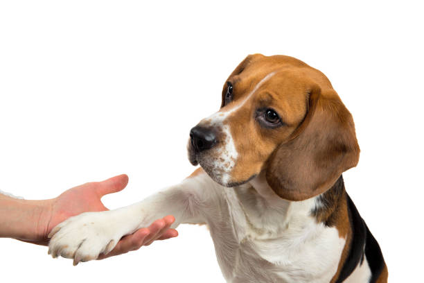 istock Funny cute dog isolated on white. Looking aside 1138270595