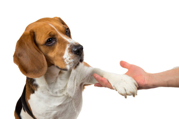 istock Funny cute dog isolated on white. Looking aside 1138270600