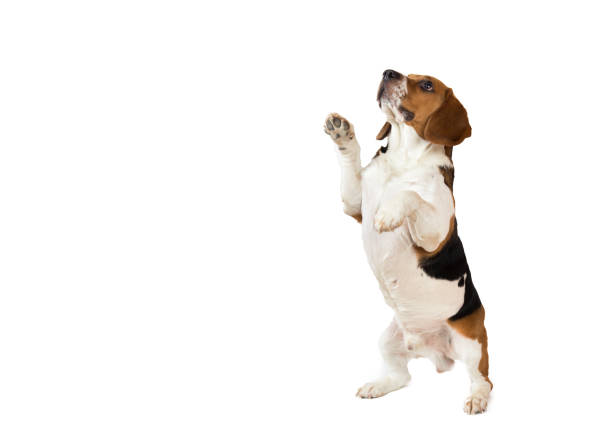 istock Beautiful Beagle dog on white background. Posing at studio 1138270603