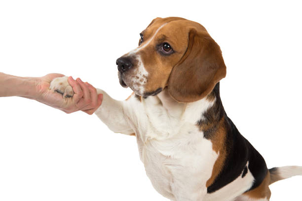 istock Funny cute dog isolated on white. Looking aside 1138270608