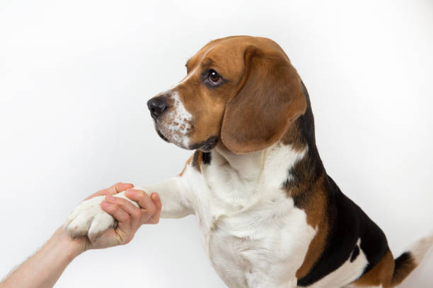 istock Funny cute dog isolated on white. Looking aside 1138270609