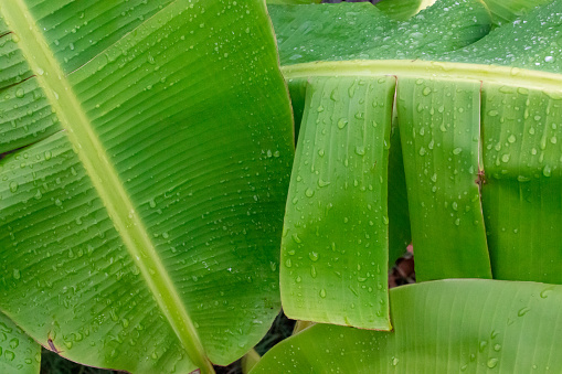detail of banana leaf full of dew drops