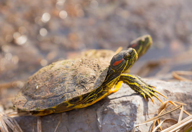 istock Red-eared slider turtles 1138274771