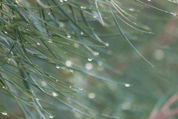 istock dew on the grass beautiful nature pattern and texture water drops on the grass pine tree in the early morning 1138275811