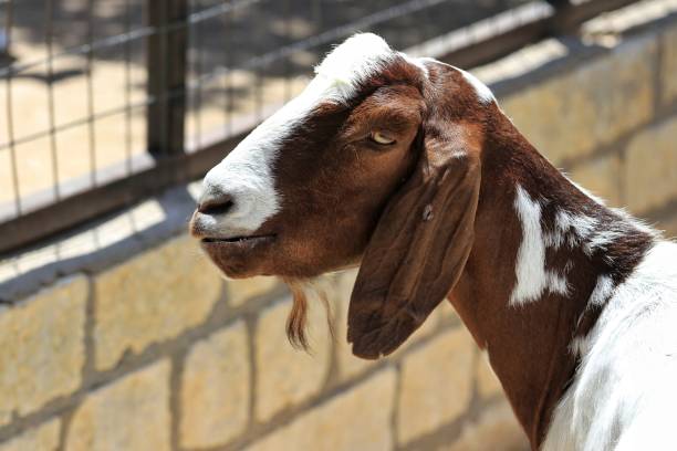 istock Funny face goat, brown／white goat, looking at the camera in a zoo 1138276559