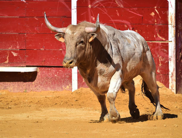 istock bull figh 1138277493