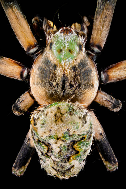 istock Top view of a orbweaver spider 1138278726