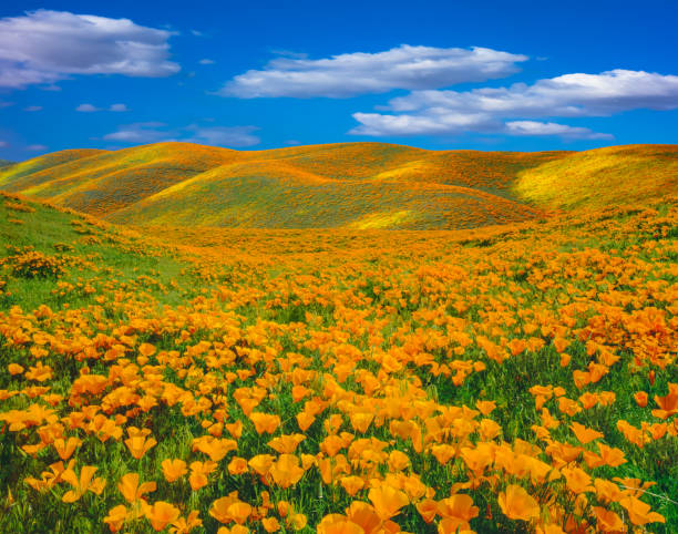 springtime mohn superblüte in der antelope valley ca - hügellandschaft stock-fotos und bilder