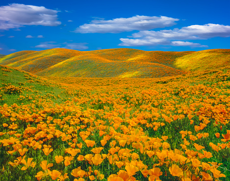 A beautiful field of blossoming California golden poppies in the Antelope Valley northern Los Angeles County, California, Mojave Desert