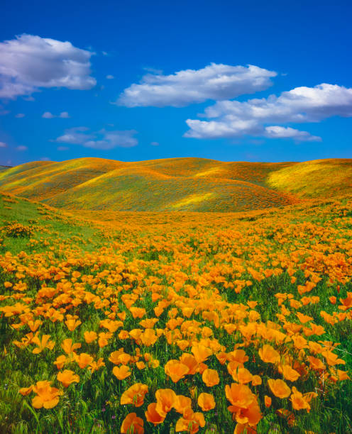 istock Springtime poppy super bloom at Antelope Valley CA 1138279151
