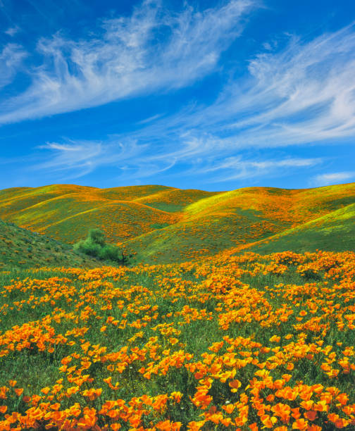istock Springtime poppy super bloom at Antelope Valley CA 1138279156