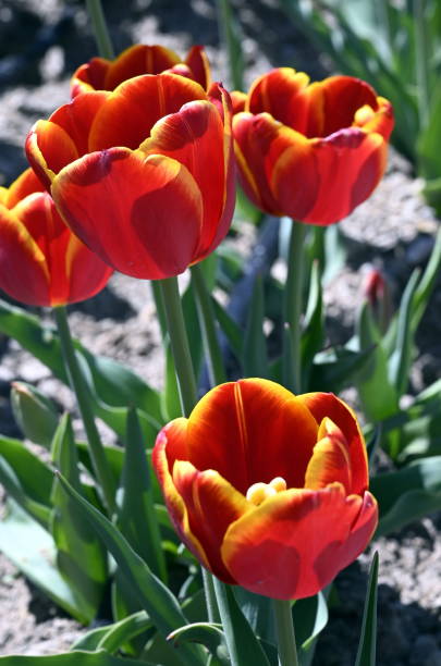 istock Orange Tulip In Garden 1138279975
