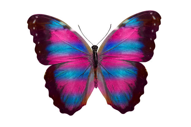 istock butterfly isolated on white. multicolor insect. tropical animal. template for design 1138281835