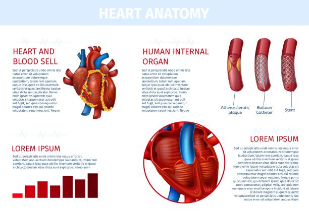 illustrazioni stock, clip art, cartoni animati e icone di tendenza di striscione realistico per la terapia delle cellule del sangue interne del cuore - human artery cholesterol atherosclerosis human heart