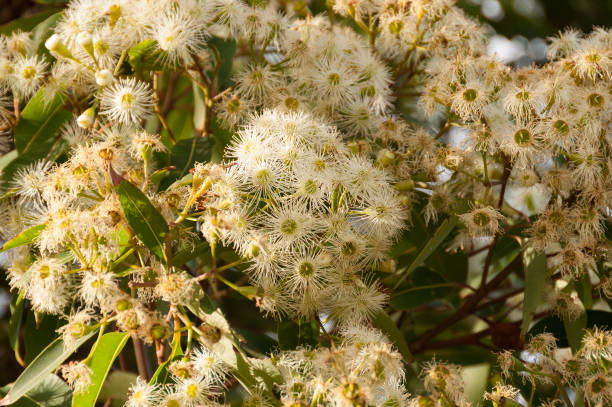 istock Blooming eucalyptus flowers close up nature background 1138282033