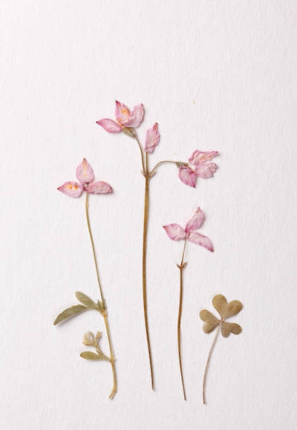 istock Little pink flower arrangement 1138282750