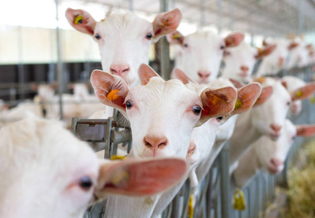 istock Group of Goats Looking at Camera 1138287553