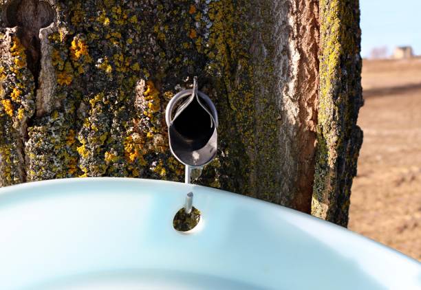 istock Spile tapped in hard maple treee with sapp running into pail 1138287599