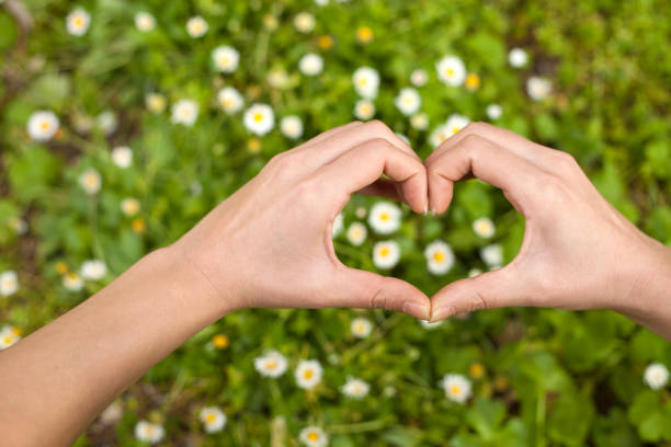 istock daisy flowers with hands on meadow at park 1138287650