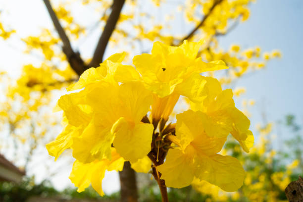 The tree is full of golden yellow, Commonly known as the golden tree.