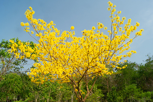 Yellow blooming Golden shower treetops  in Pak Chong, in Nakhon Ratchassima province . national tree of Thailand