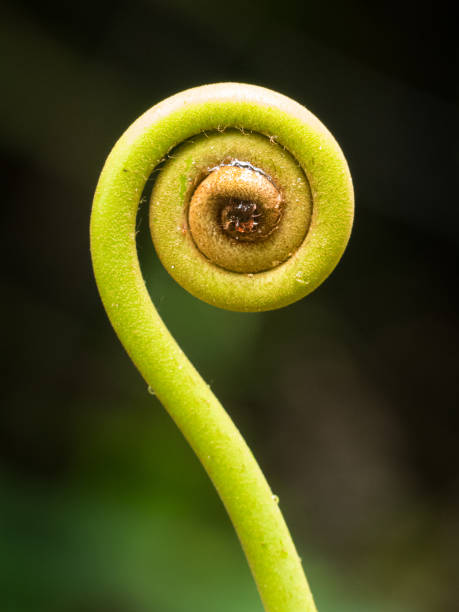 istock Young Old World Forkedfern (Dicranopteris linearis) unfurling. 1138290604