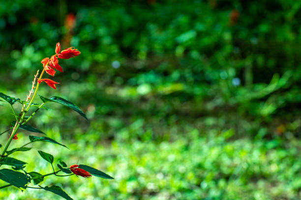 Red flower in the garden with green background.