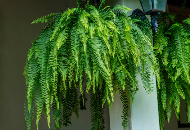 Fern plant. Closeup a large Fern hang on in a garden. stock photo
