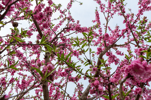 Close up of pink flowers blossoming on a cherry tree with green leaves. Background is clear sky