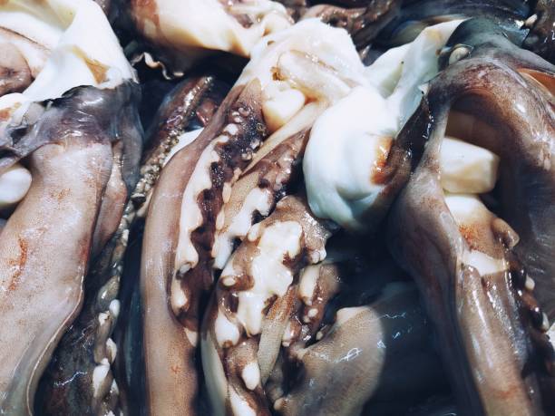 close up raw squid at the supermarket