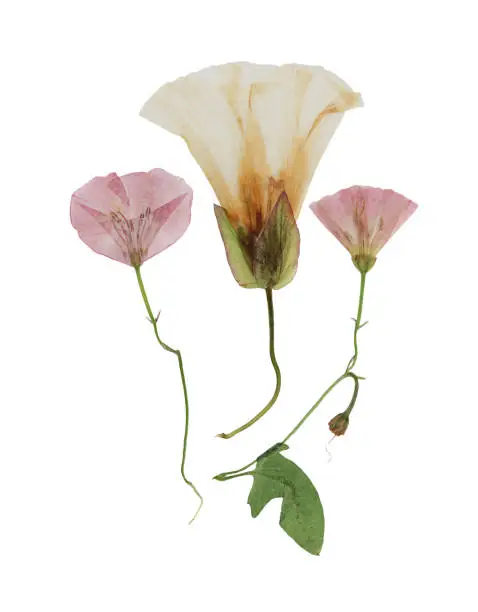 Pressed and dried delicate transparent flowers of bindweed,  calystegia sepium. Isolated on white background. For use in scrapbooking, floristry or herbarium.