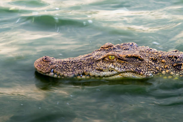 wildlife crocodile floating on the water and waiting to hunt an animal in the river. animal wildlife and nature concept. wildlife crocodile floating on the water and waiting to hunt an animal in the river. animal wildlife and nature concept. siamensis stock pictures, royalty-free photos & images