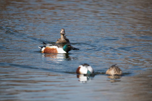 istock Northern Shoveler pair swimming and eating 1138296436