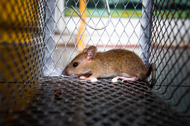 istock rat traped in metal net mousetrap 1138297726