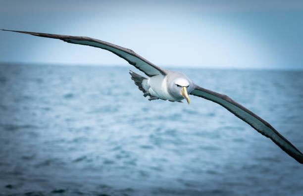 uccello marino costiero della nuova zelanda - albatross foto e immagini stock