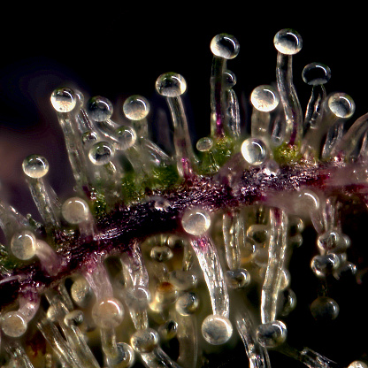 Macro photo of trichomes on a cannabis plant.