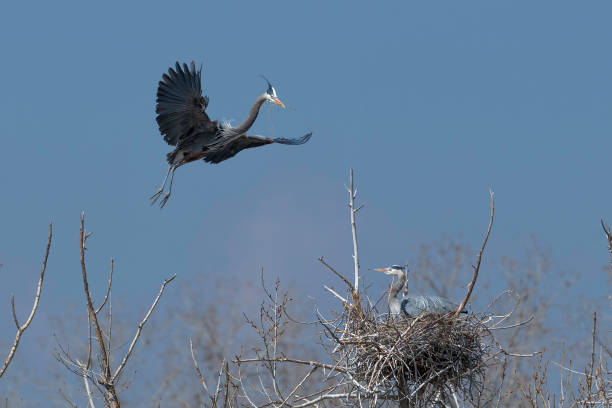 istock Great Blue Heron flying to and from nest 1138300070