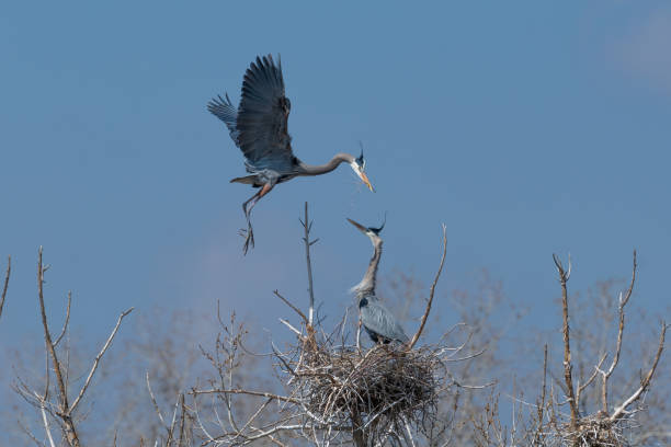 Great Blue Heron flying to and from nest