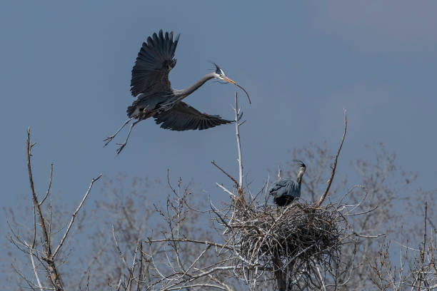 istock Great Blue Heron flying to and from nest 1138301129