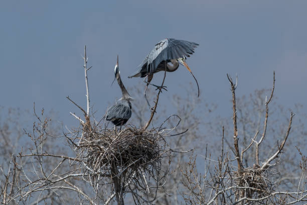 istock Great Blue Heron flying to and from nest 1138301250
