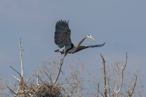 istock Great Blue Heron flying to and from nest 1138301858
