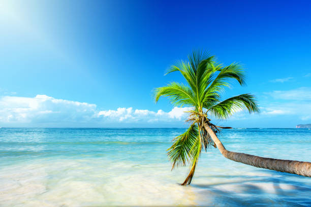 Vacation in paradise stock photo