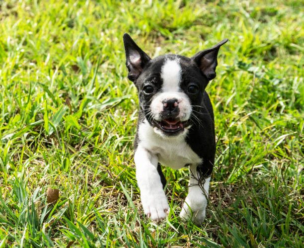 istock Cute Boston Terrier Puppy 1138302959