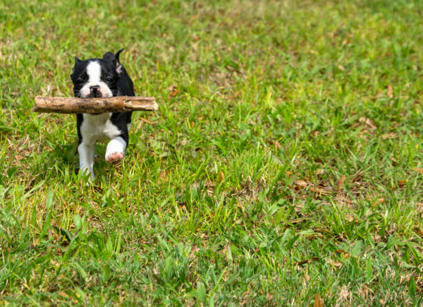 istock Boston Terrier Puppy with Stick 1138302961